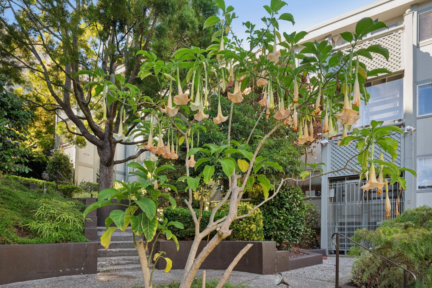 Flowering angel's trumpet tree in the shared garden
